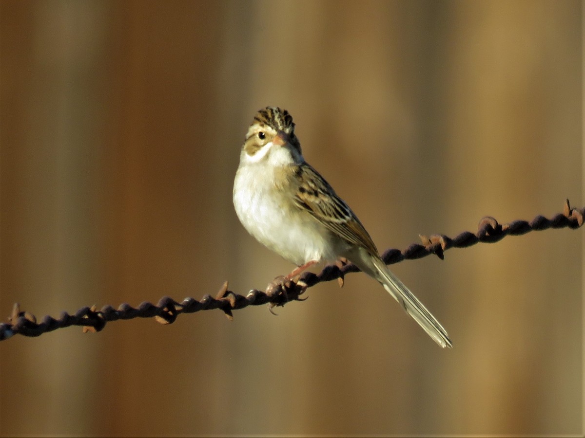 Clay-colored Sparrow - ML511893581