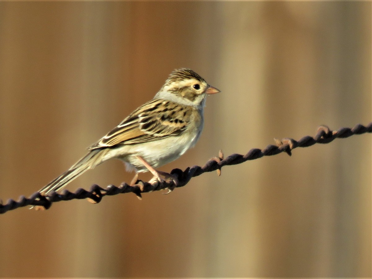 Clay-colored Sparrow - ML511893591