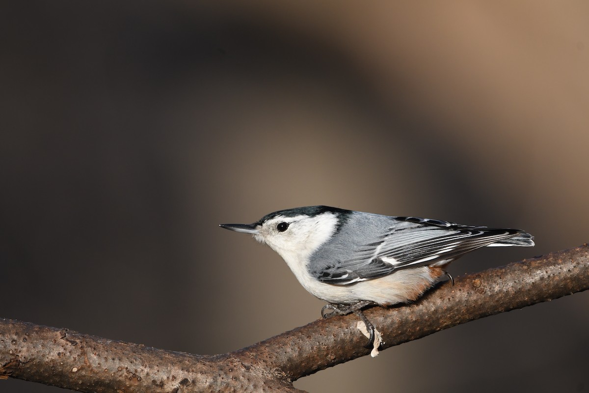 White-breasted Nuthatch - ML511897151