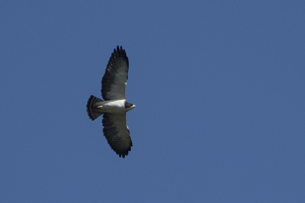 Short-tailed Hawk - ML51189931