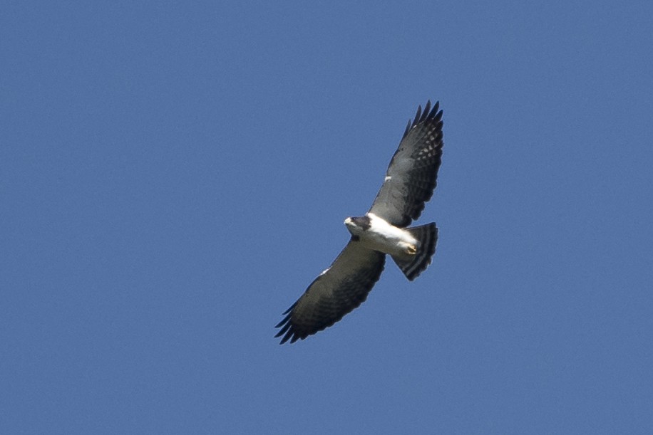 Short-tailed Hawk - ML51189941