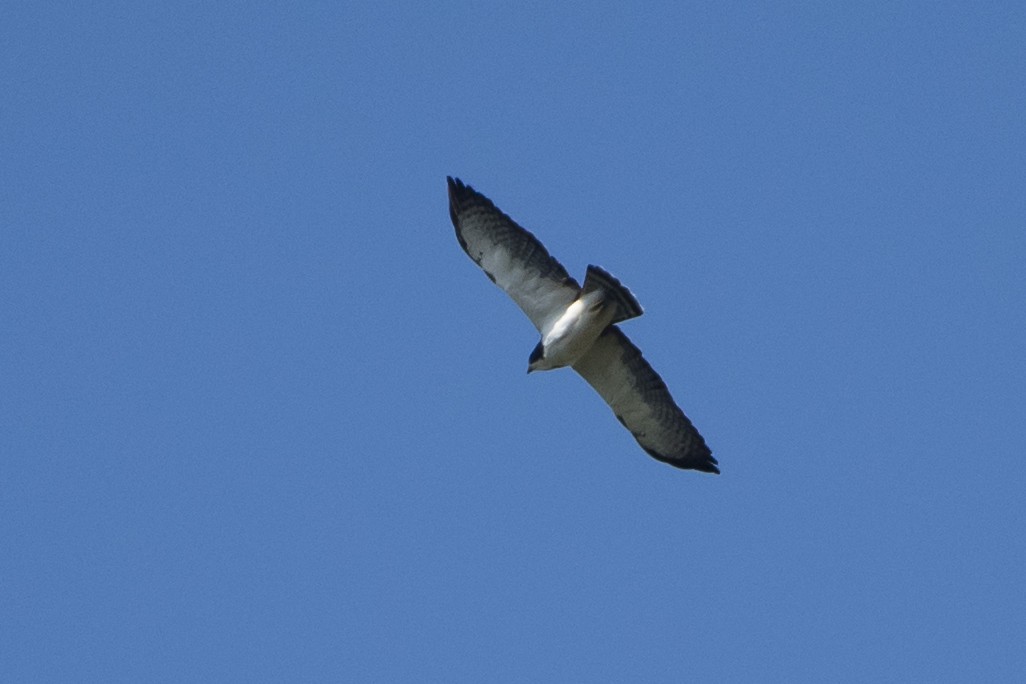 Short-tailed Hawk - ML51189951