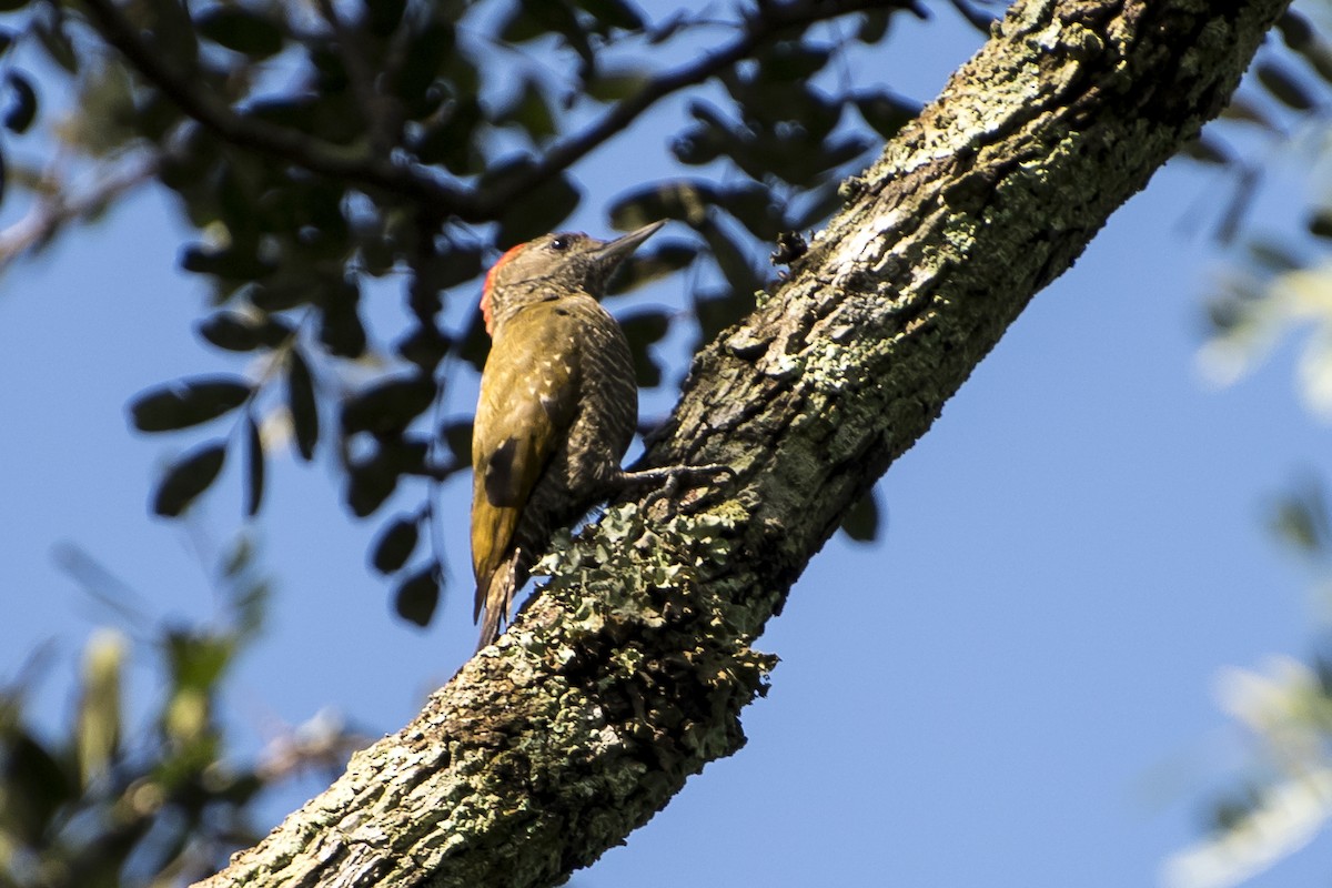 Little Woodpecker - ML51190311