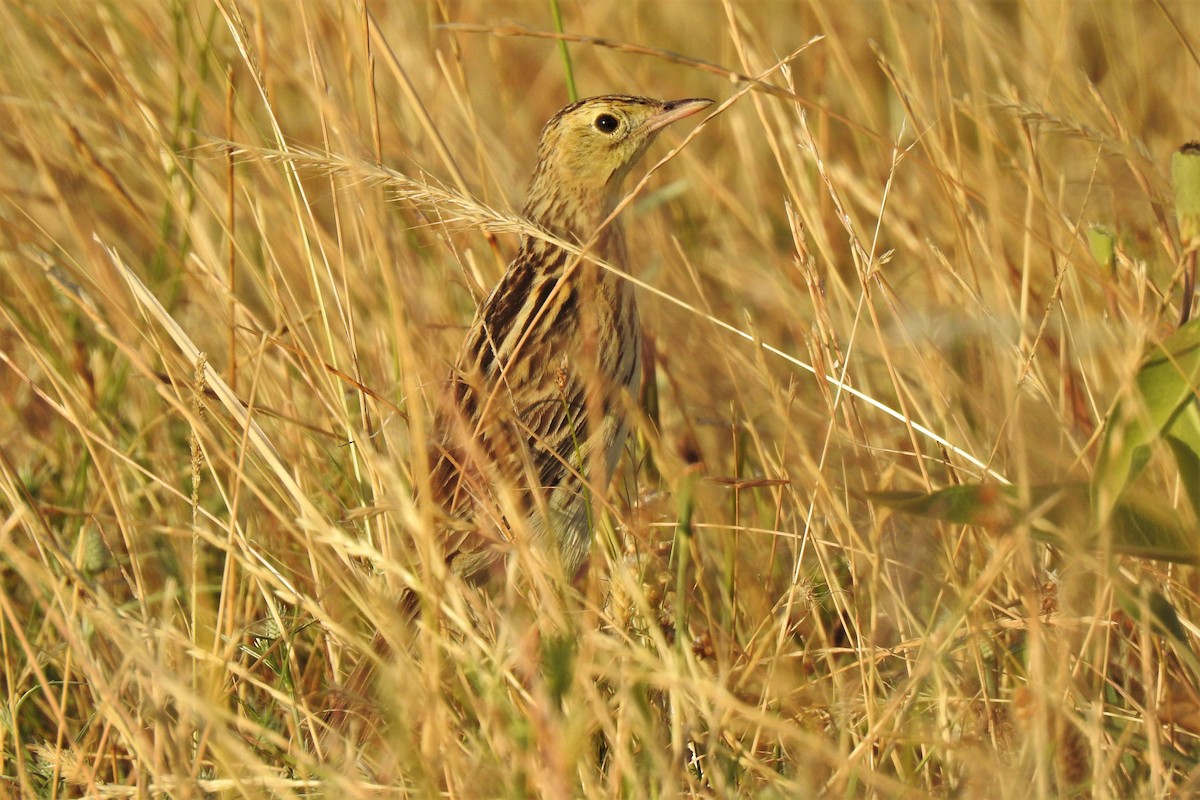 Ochre-breasted Pipit - ML511904601