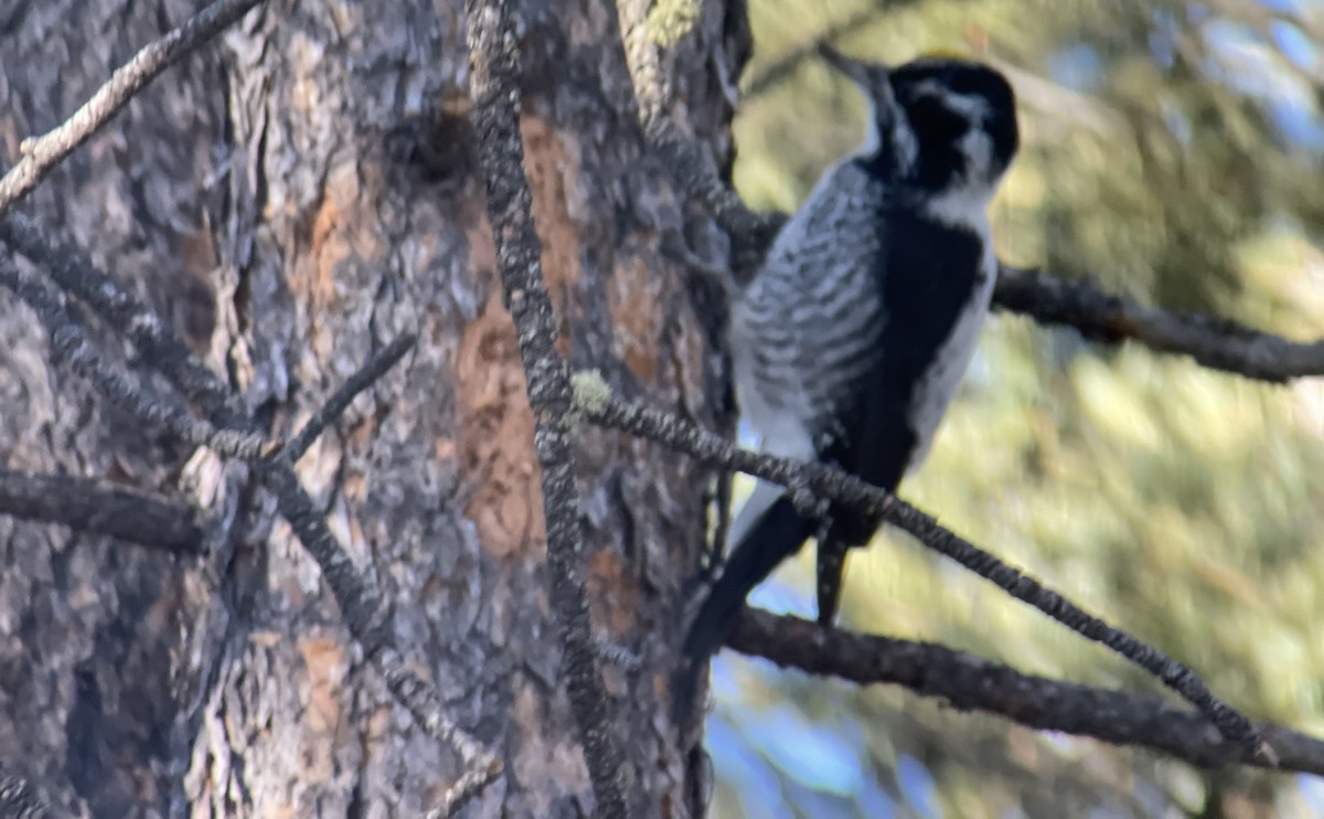 American Three-toed Woodpecker (Rocky Mts.) - ML511906081