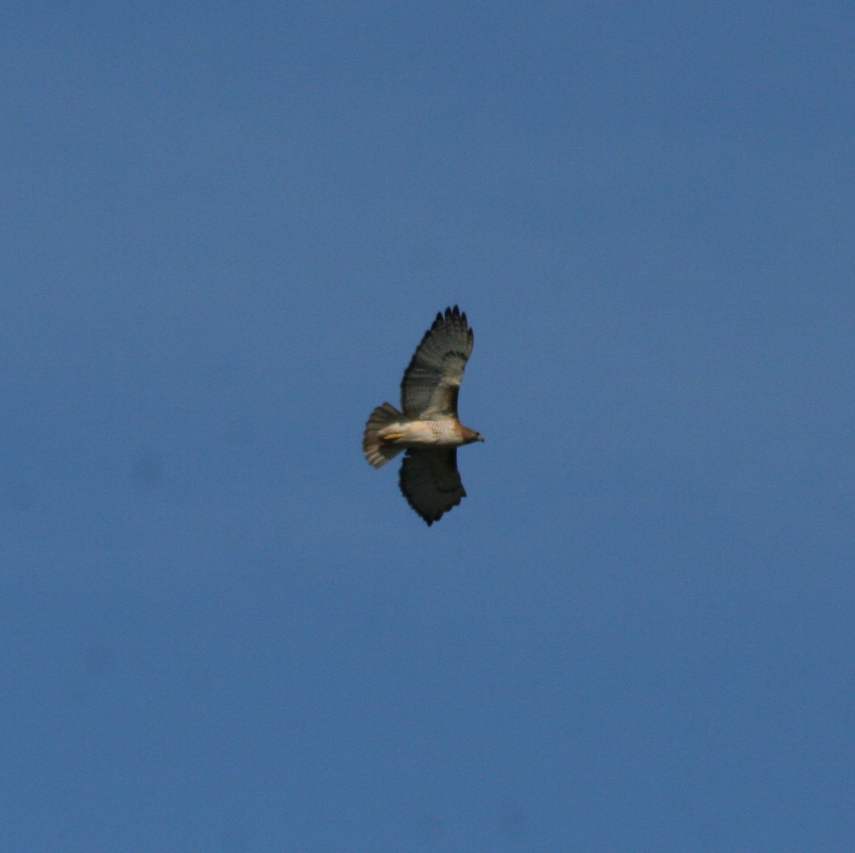 Red-tailed Hawk - ML51191021