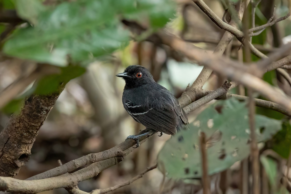 Black-tailed Antbird - ML511911911