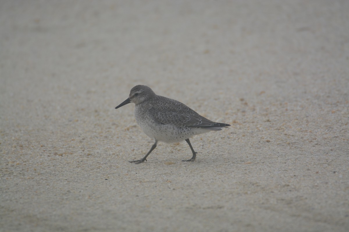 Red Knot - ML511914831