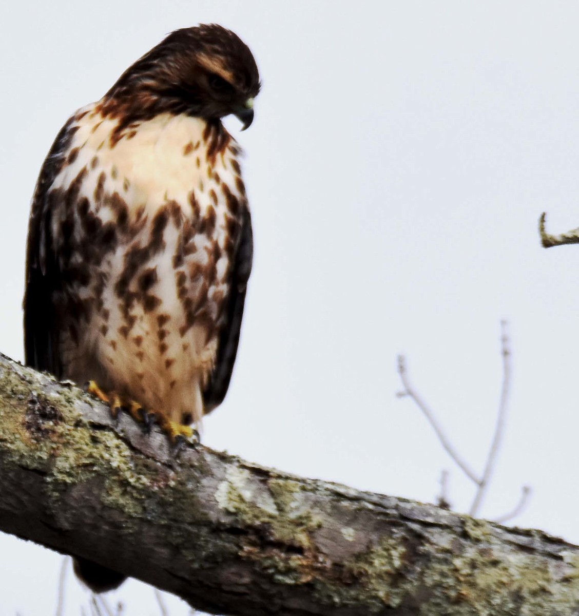 Red-tailed Hawk - ML511917621