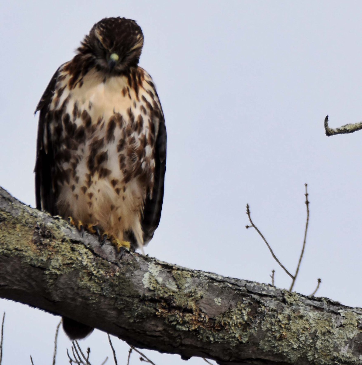 Red-tailed Hawk - ML511917691