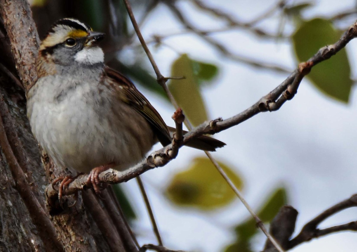 White-throated Sparrow - ML511918371