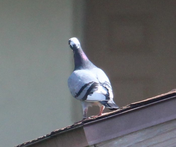 Rock Pigeon (Feral Pigeon) - ML51192171