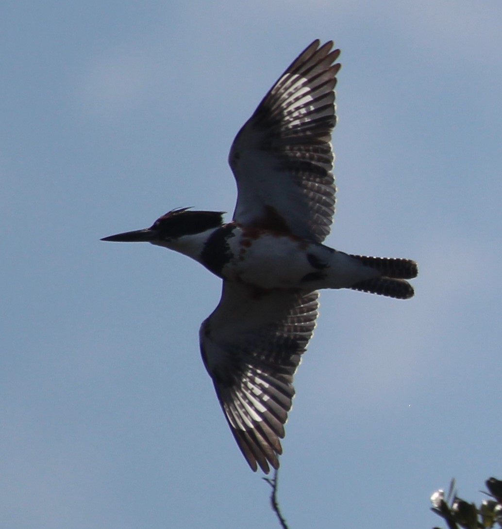 Belted Kingfisher - ML51192231