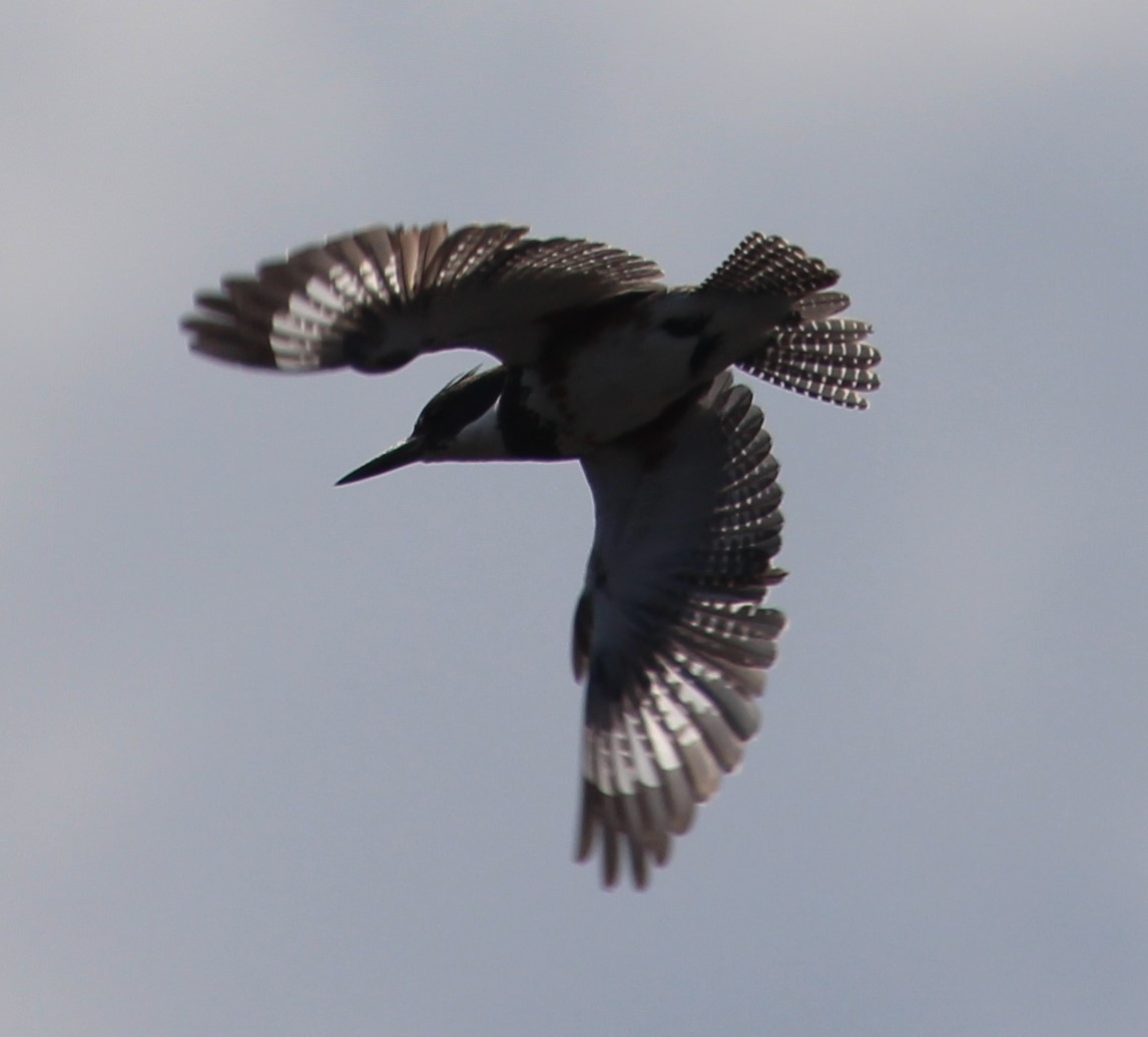 Belted Kingfisher - ML51192241