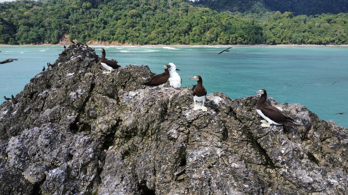 Brown Booby - ML511922621