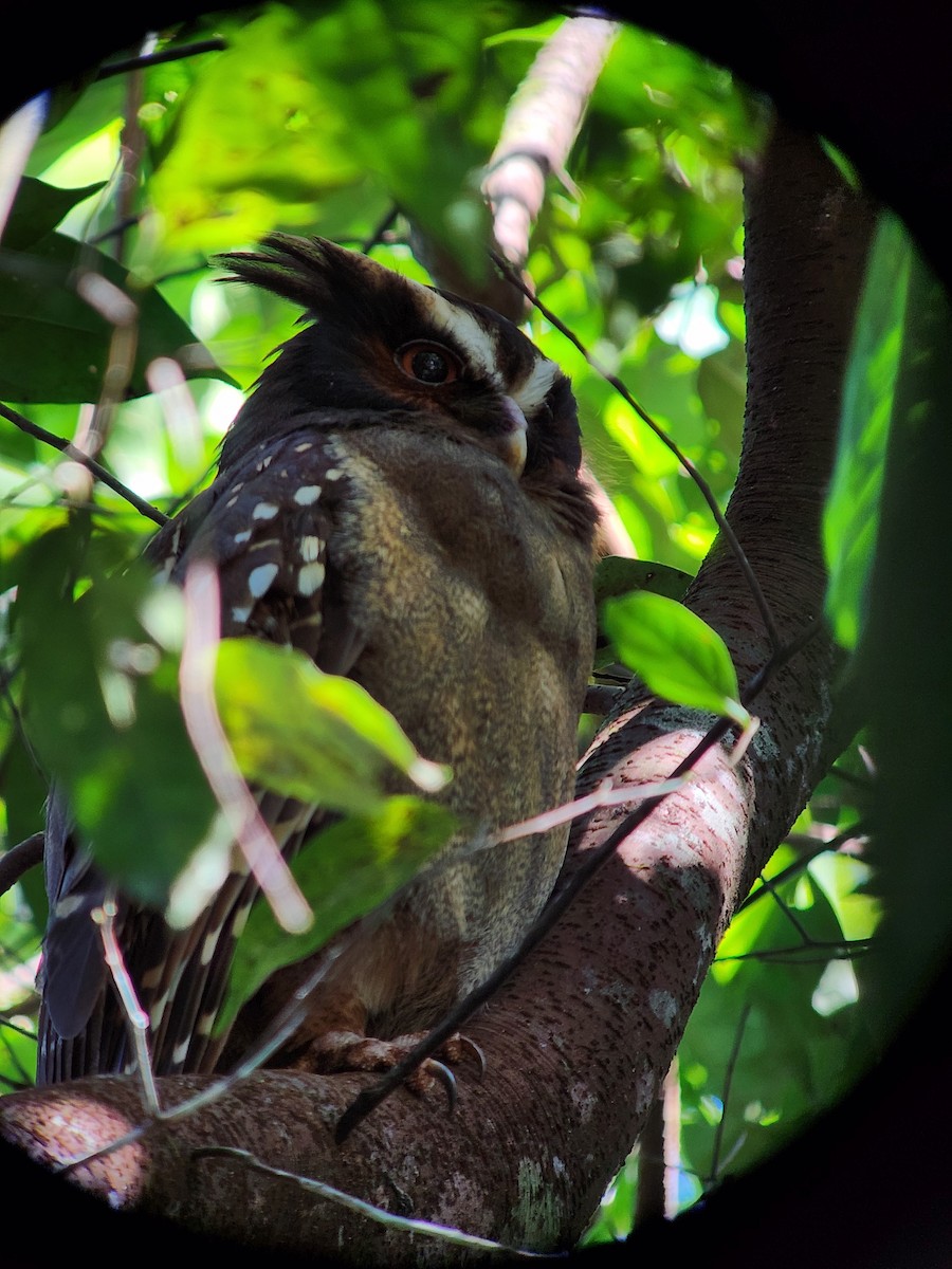 Crested Owl - ML511922751