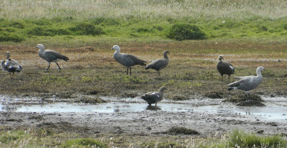 Upland Goose (Bar-breasted) - ML51192761