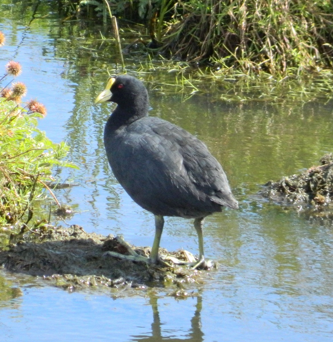 White-winged Coot - ML51192871