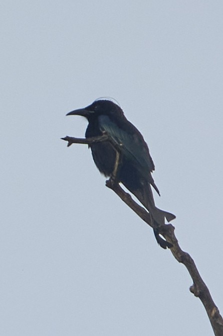 Hair-crested Drongo - ML511932981