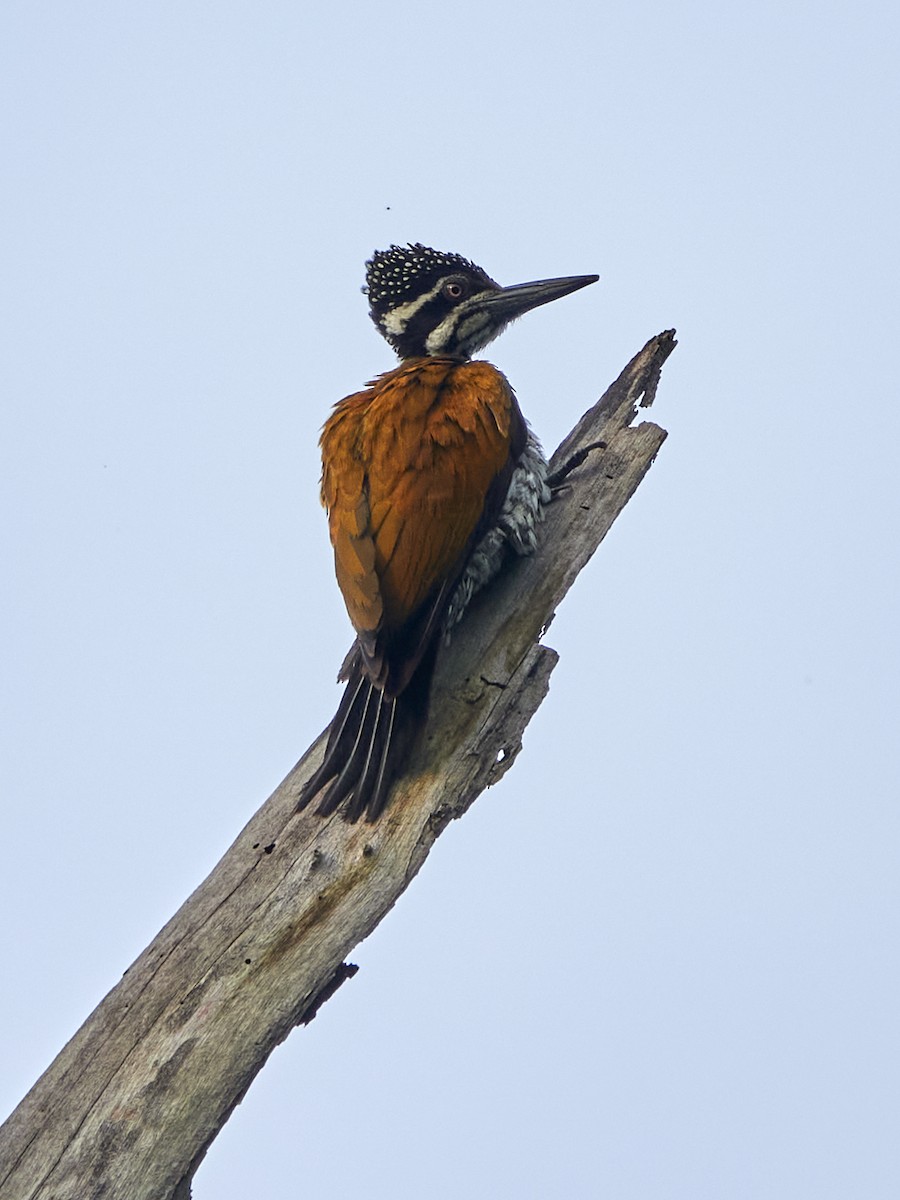 Greater Flameback - Anonymous