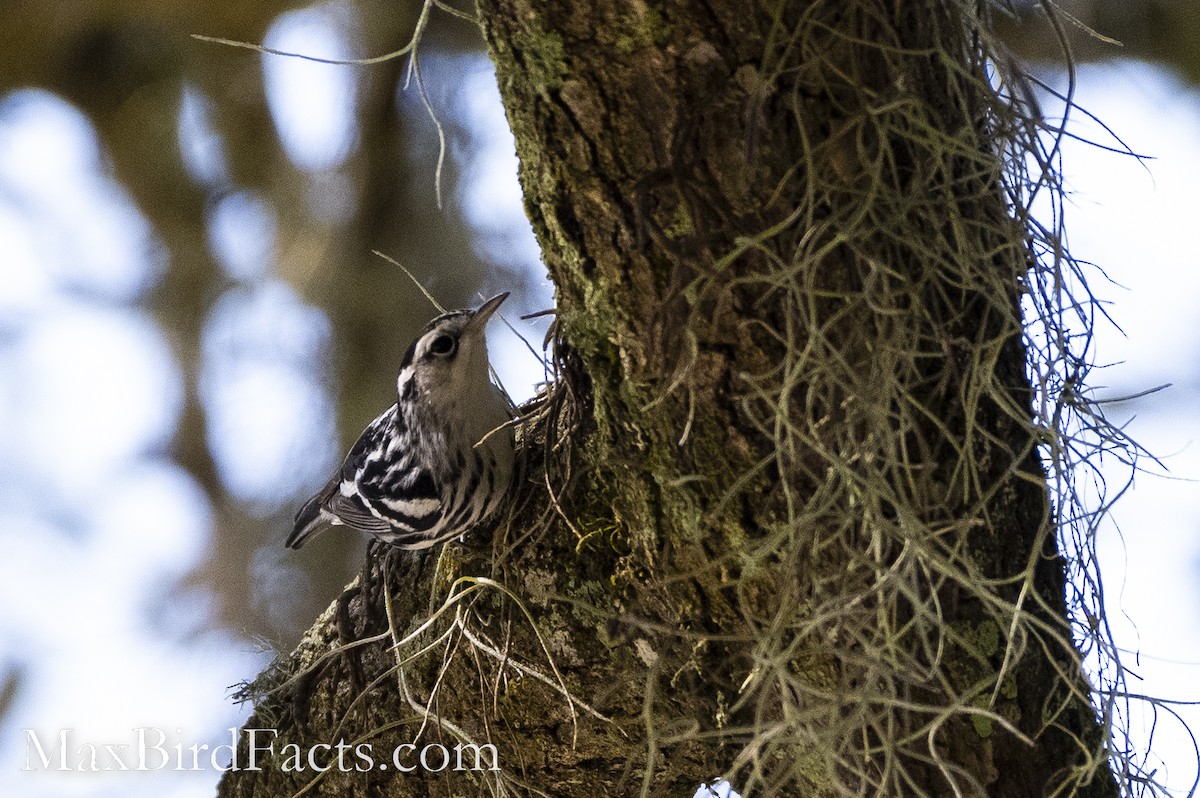 Black-and-white Warbler - ML511934571