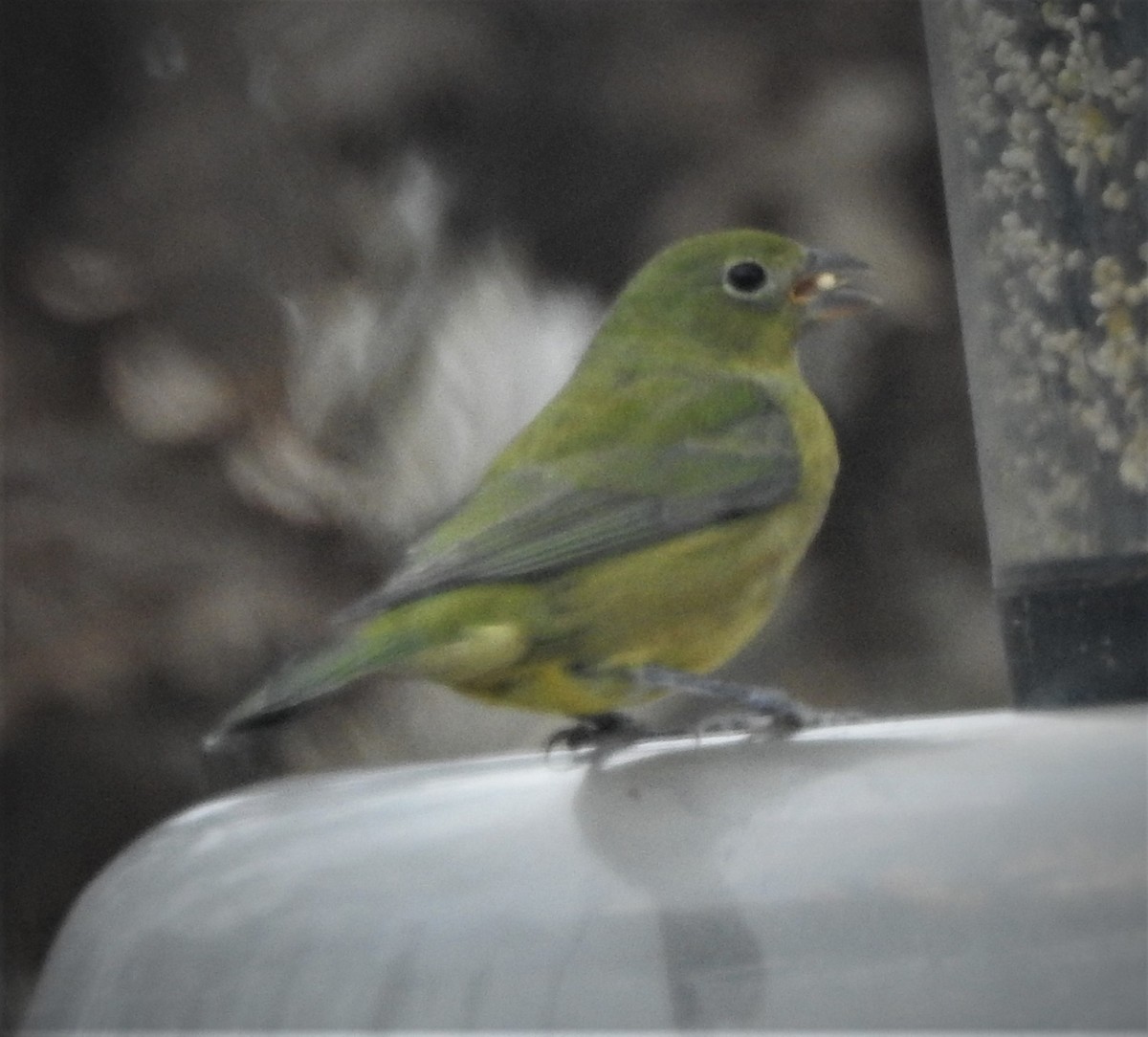 Painted Bunting - ML511937211