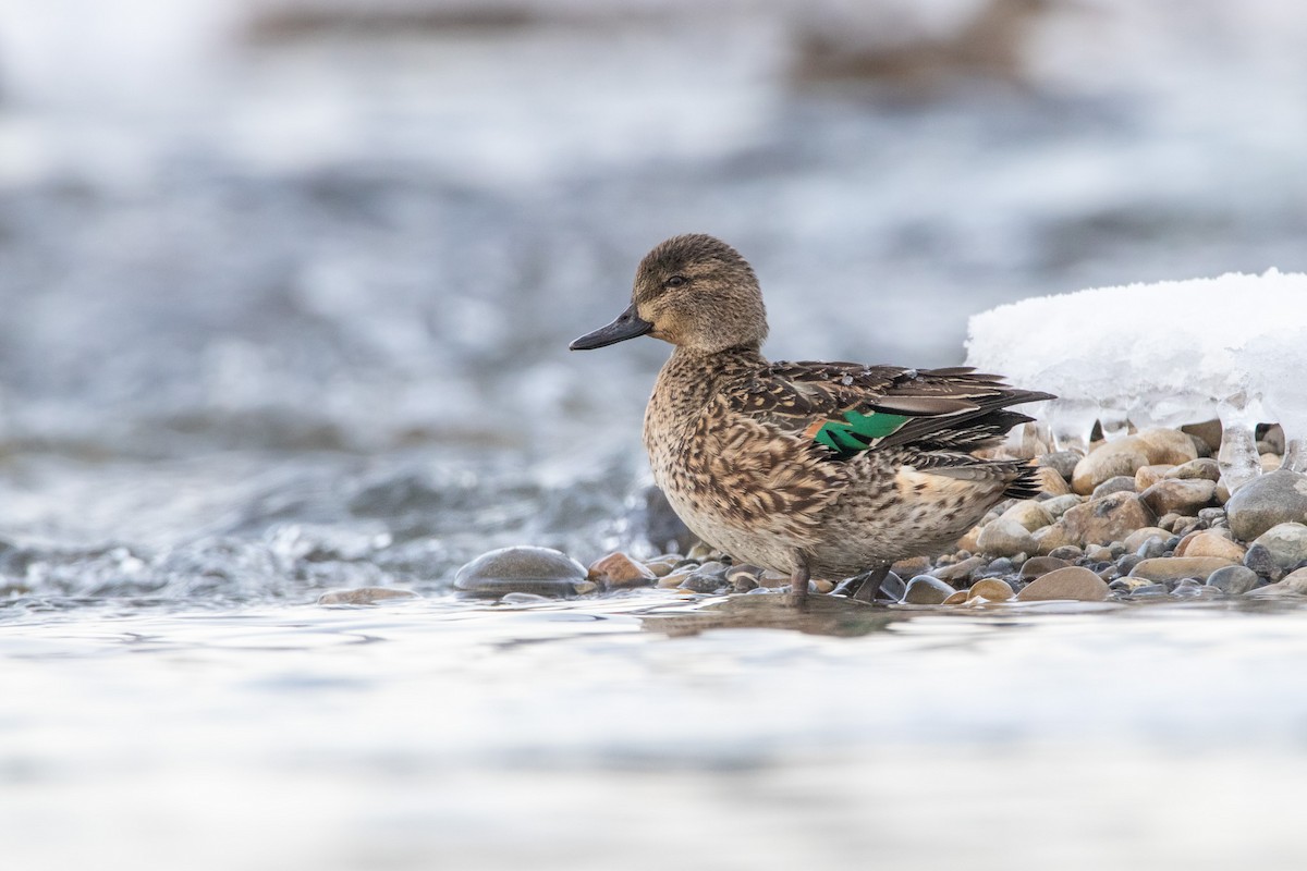 Green-winged Teal - ML511939011
