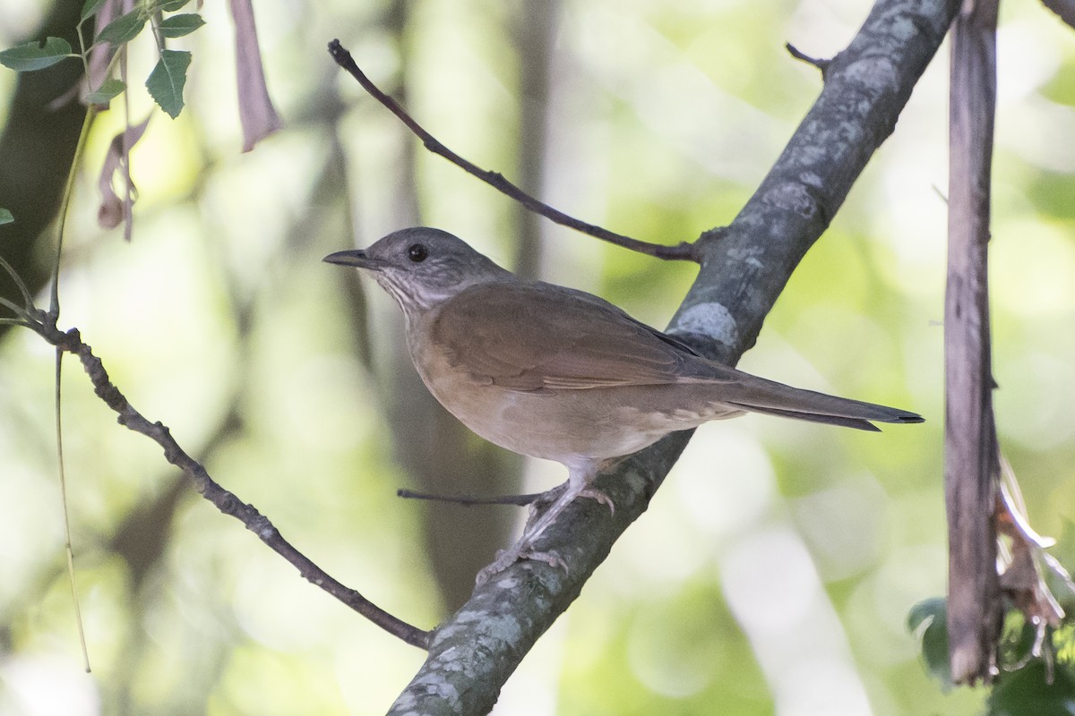 Pale-breasted Thrush - ML51194291