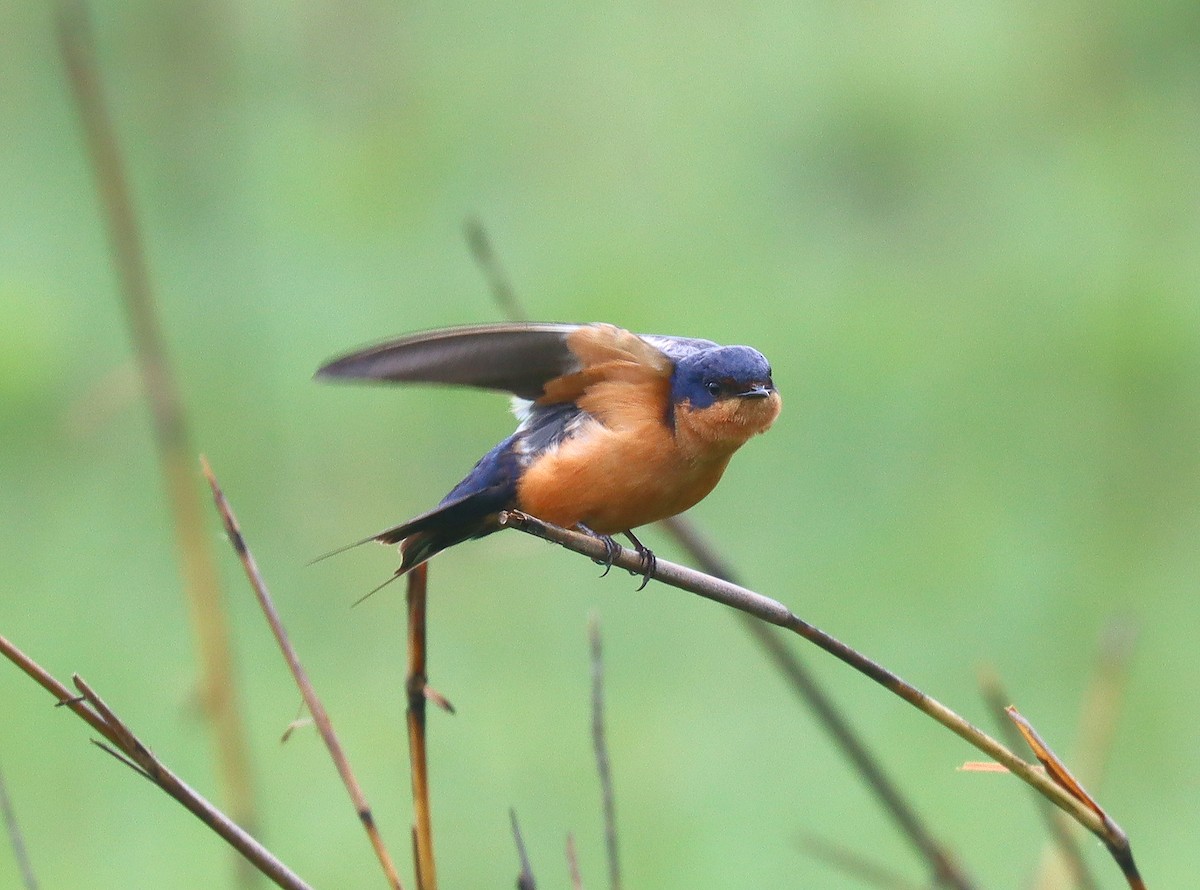 Black-and-rufous Swallow - ML511943201