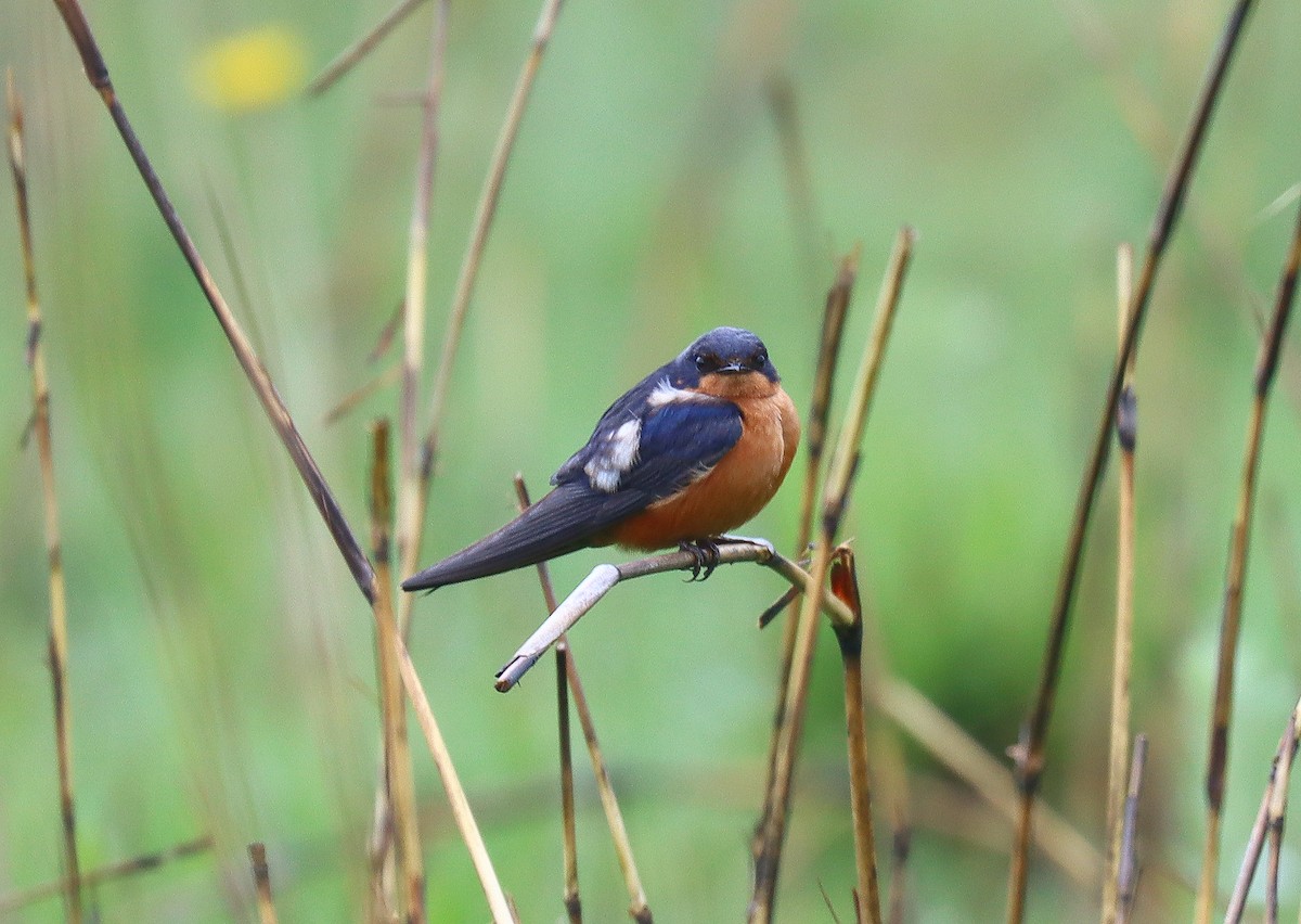 Black-and-rufous Swallow - ML511943211