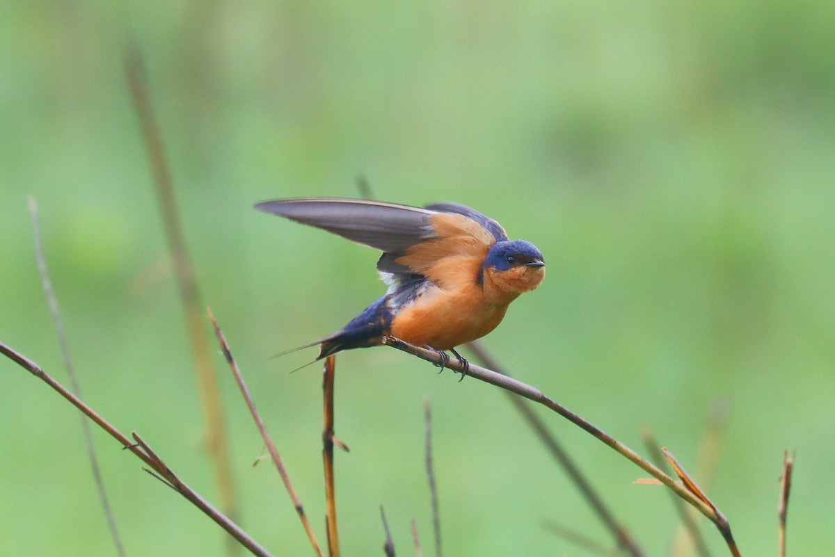 Black-and-rufous Swallow - ML511944221