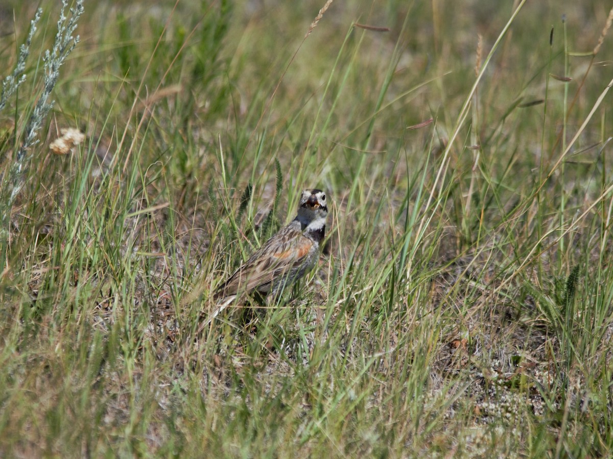 Thick-billed Longspur - ML511946451