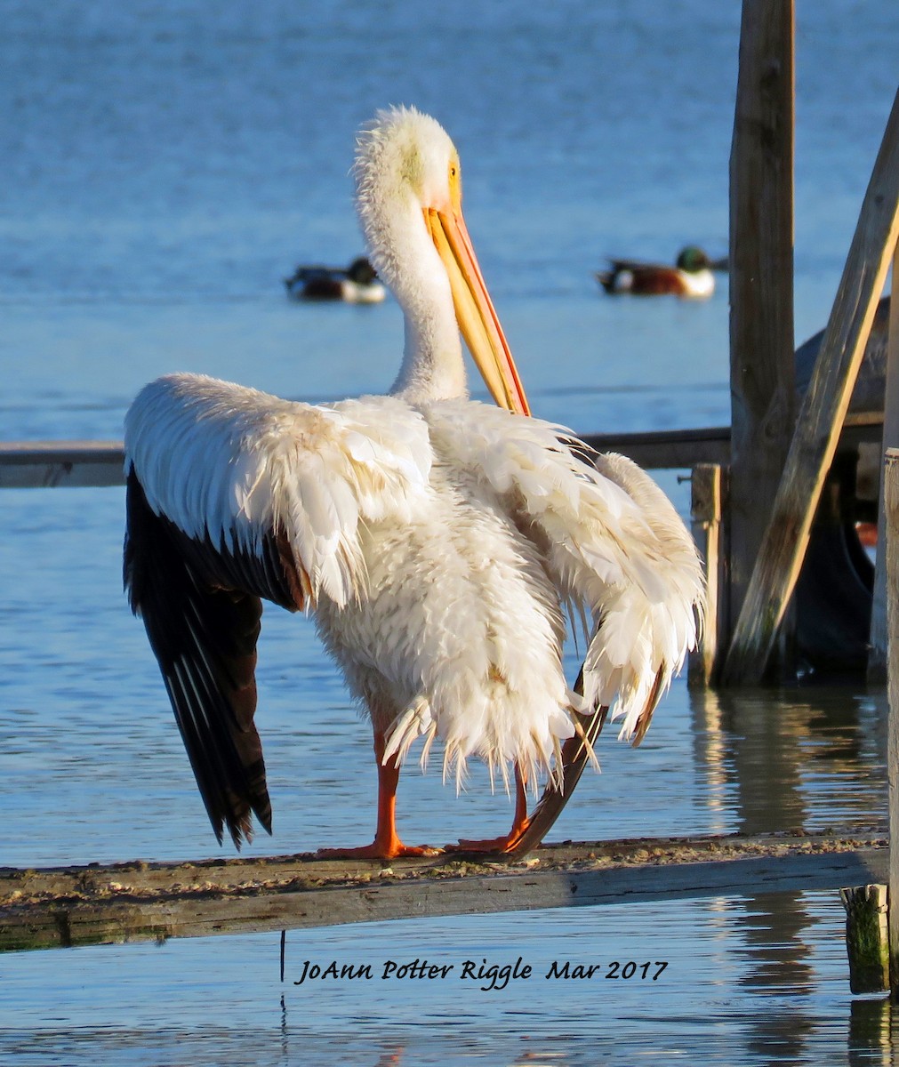 American White Pelican - JoAnn Potter Riggle 🦤