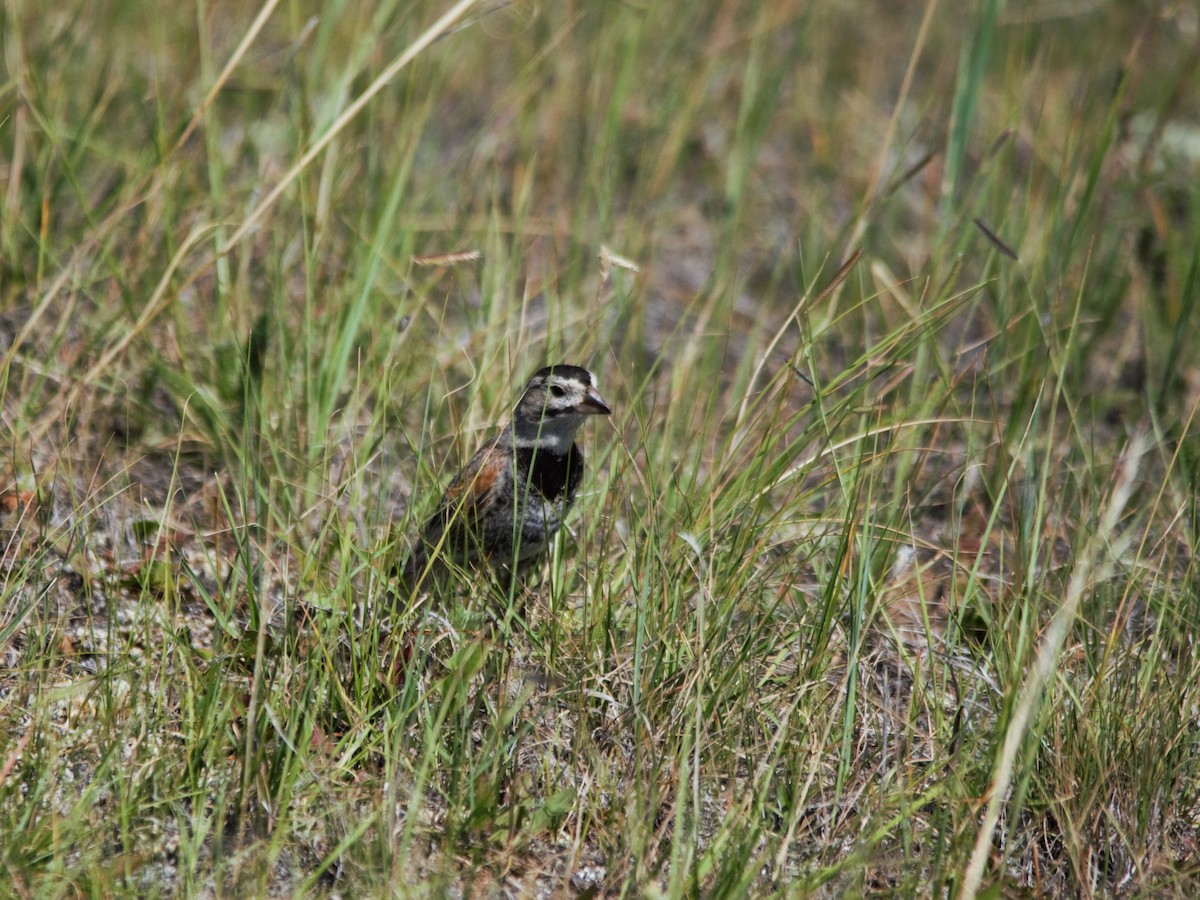 Thick-billed Longspur - ML511946721