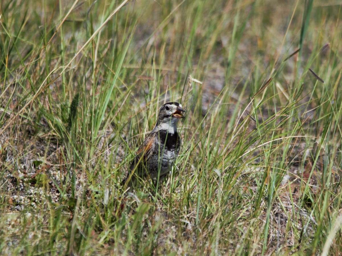 Thick-billed Longspur - ML511946771