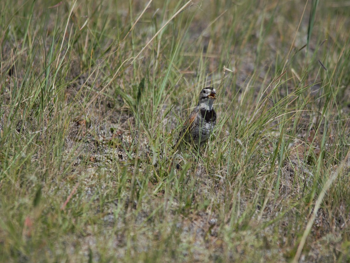 Thick-billed Longspur - ML511946971