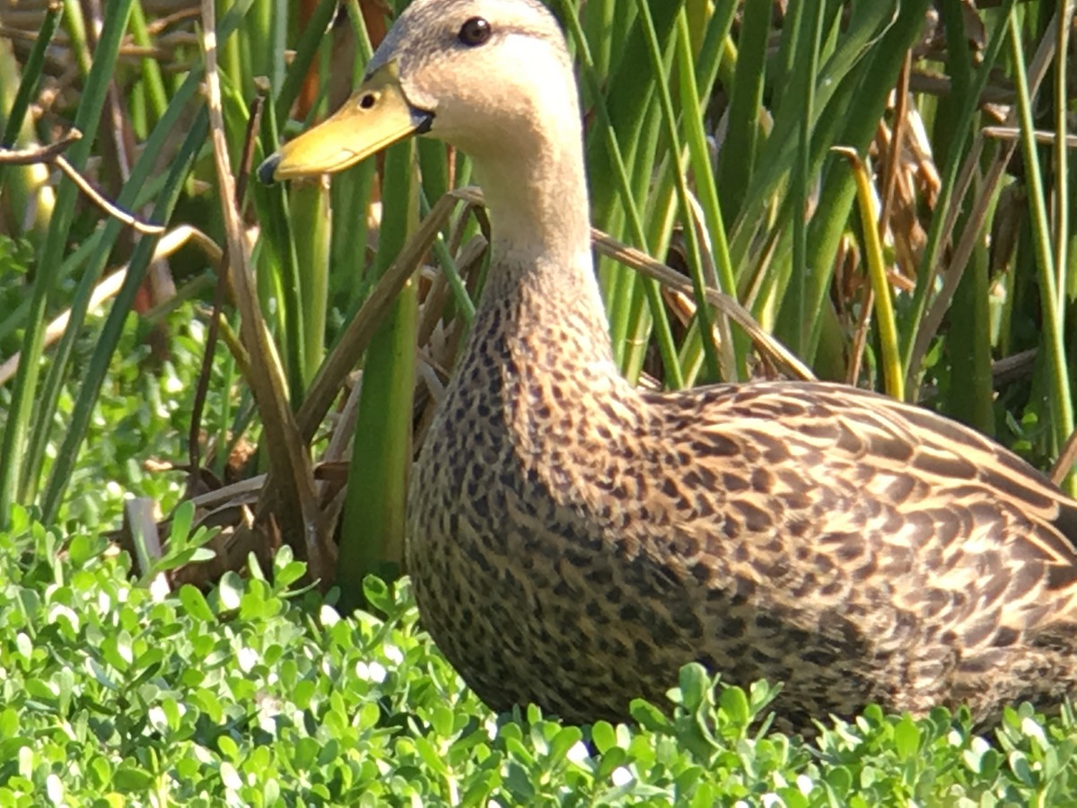 Mottled Duck - ML51194831