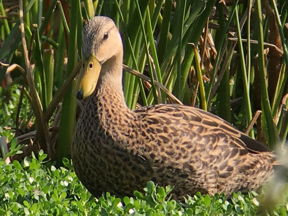 Mottled Duck - ML51194841