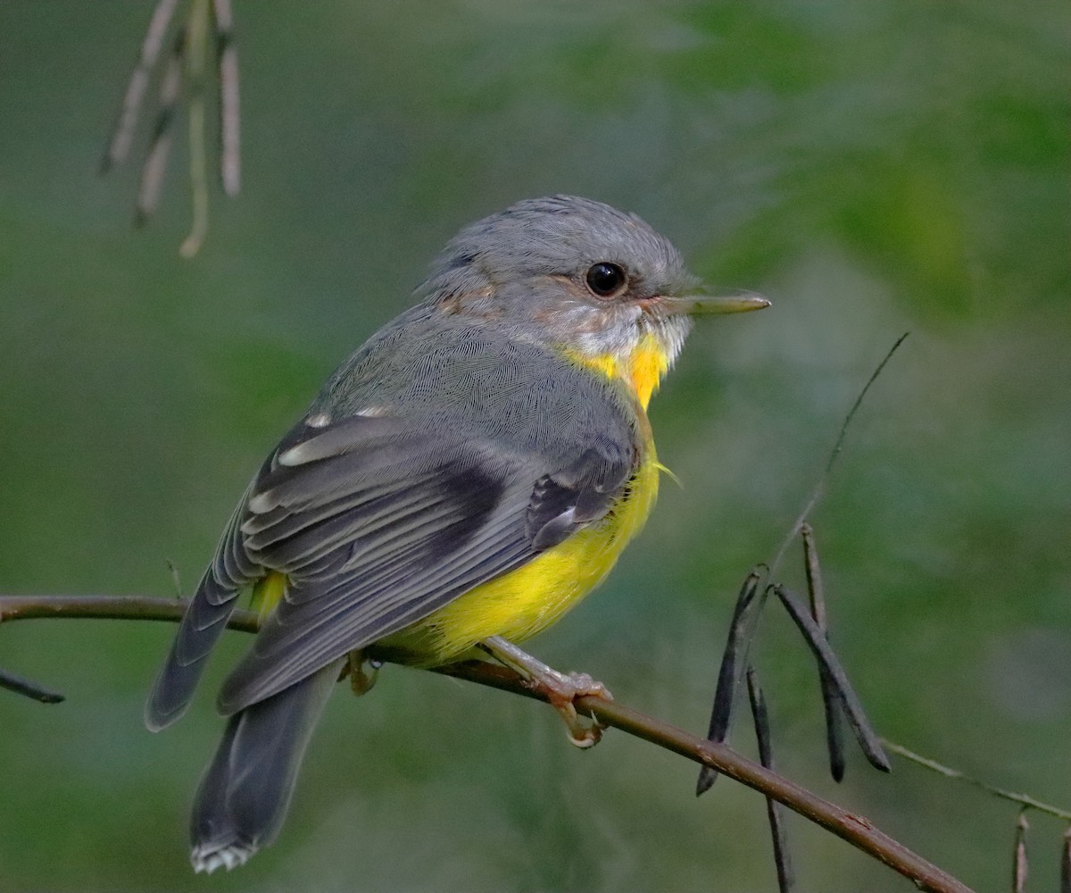Eastern Yellow Robin - Rolo Rodsey