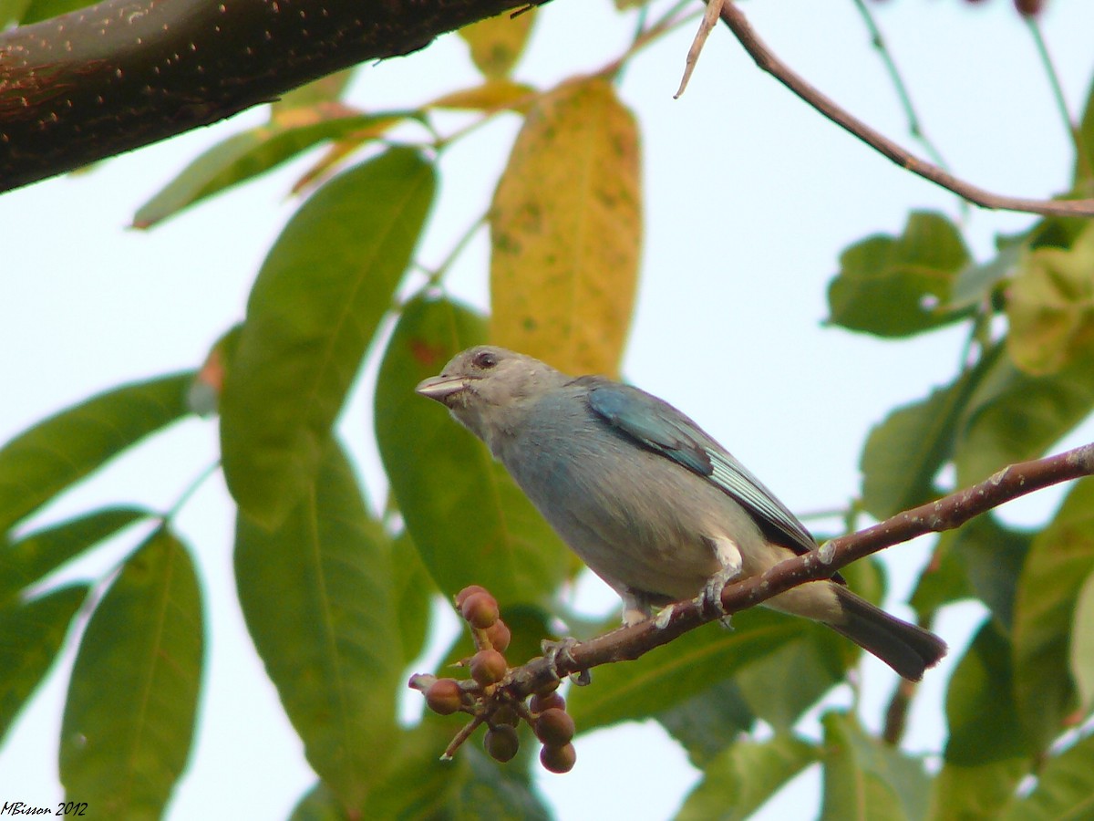 Glaucous Tanager - ML51195011