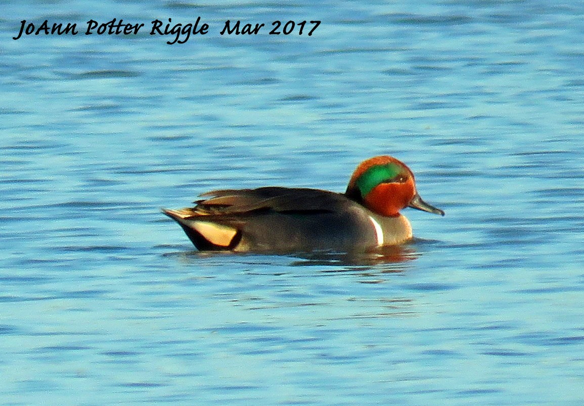 Green-winged Teal - ML51195041