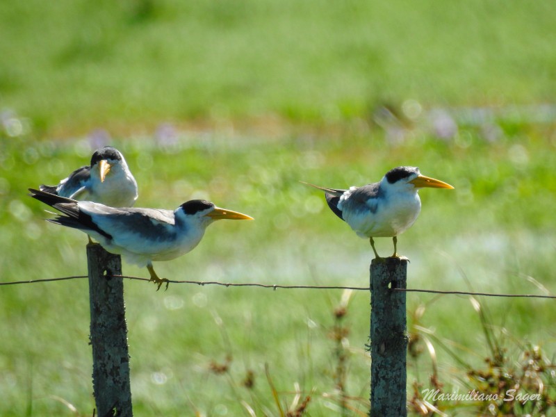 Large-billed Tern - Maximiliano Sager