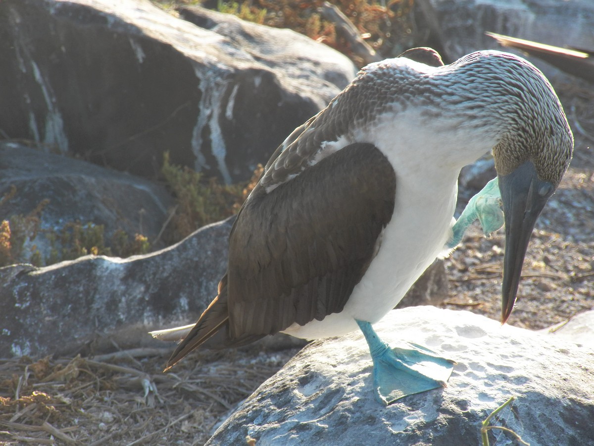Blue-footed Booby - ML511960091