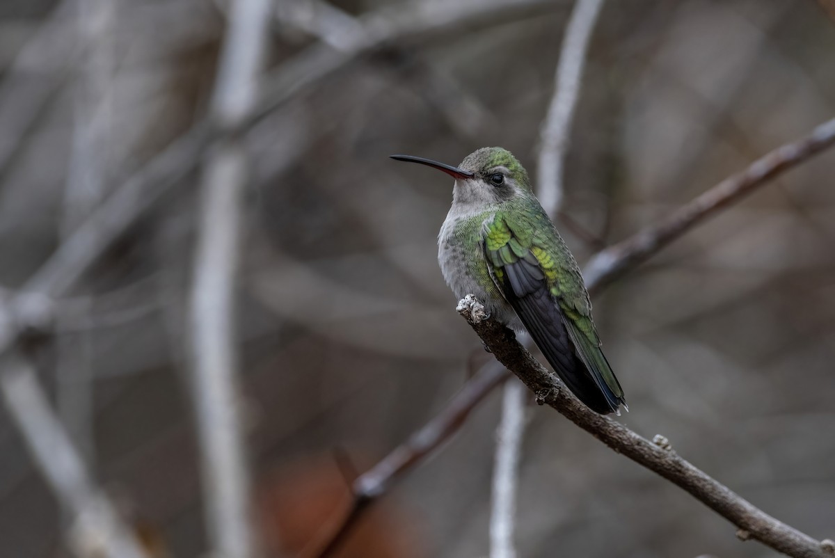 Broad-billed Hummingbird - ML511960141