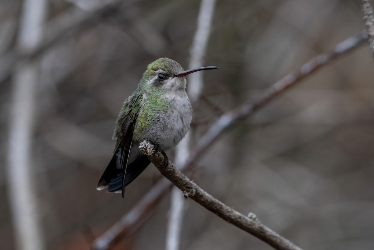 Broad-billed Hummingbird - Clay Billman