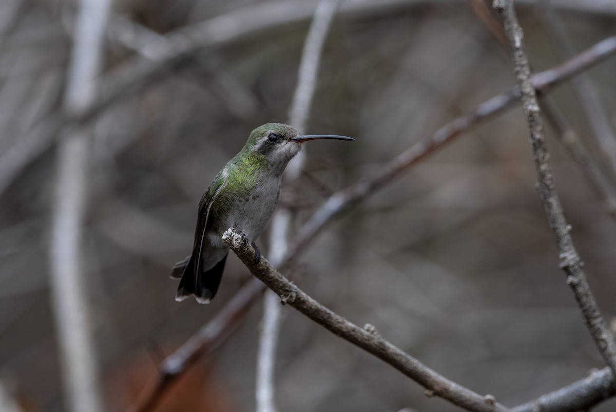 Broad-billed Hummingbird - ML511960541