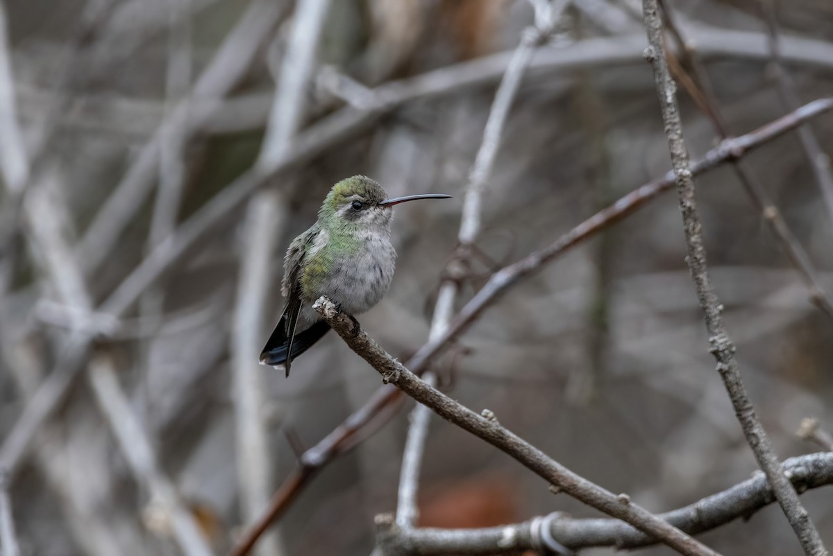 Broad-billed Hummingbird - ML511960621