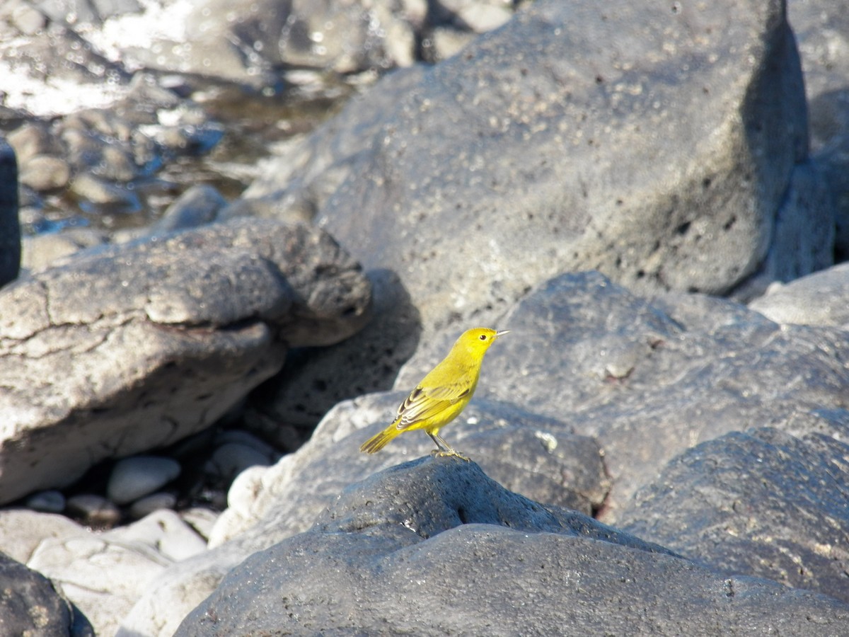 Yellow Warbler - ML511960661