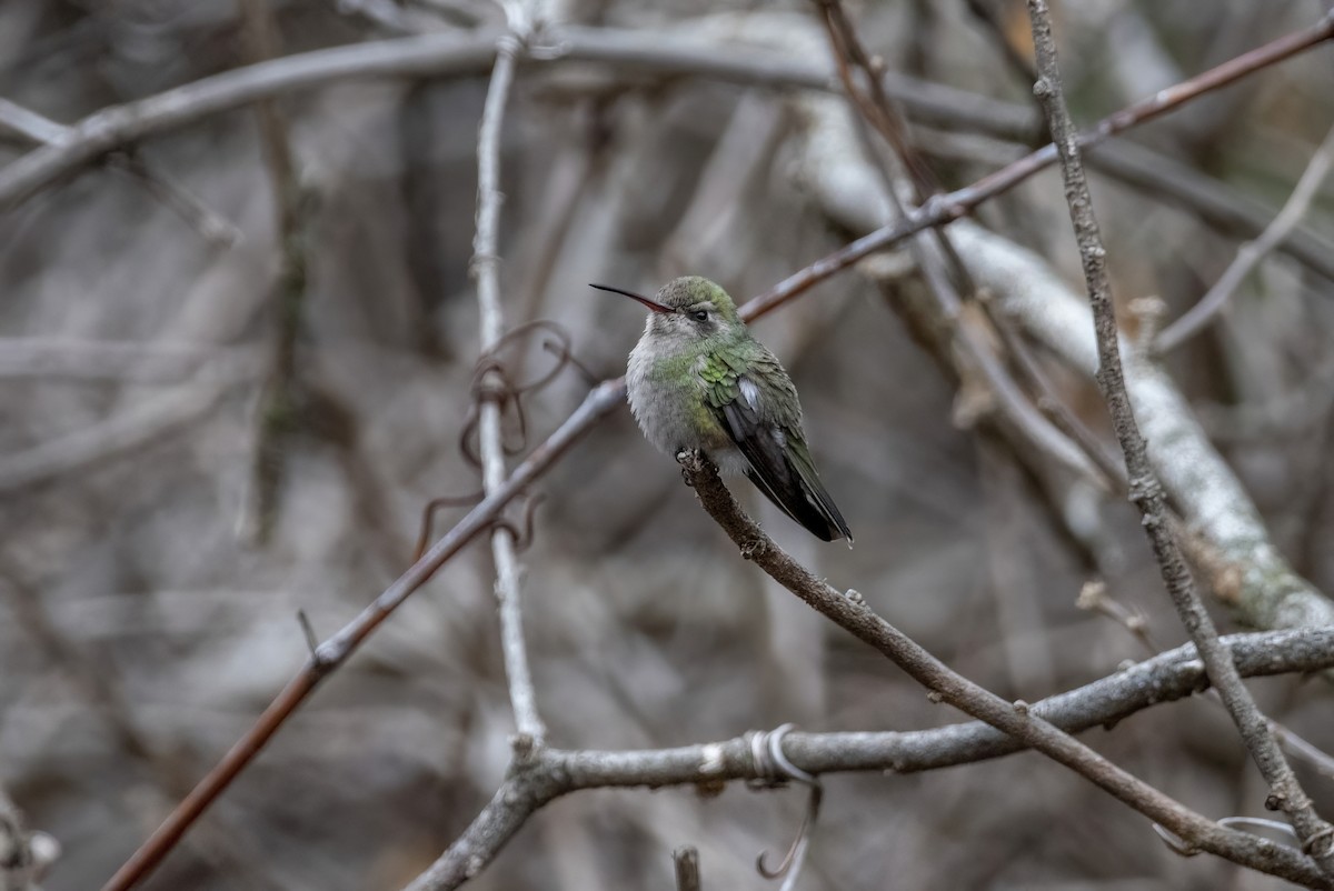 Broad-billed Hummingbird - ML511961221