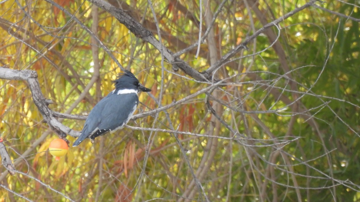 Belted Kingfisher - ML511965111